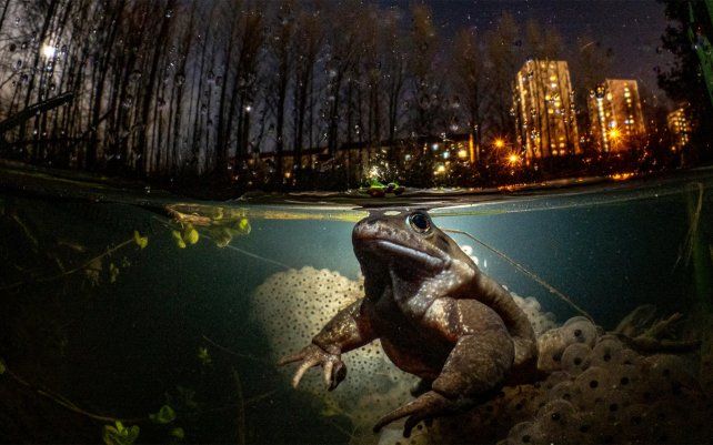 Mientras duermes por Mark Kirkland (Reino Unido), rana común tomada en Malls Mire, Glasgow, Escocia.