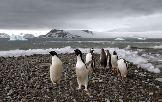 Fuerza natural. Pingüinos caminan en la orilla de la bahía Almirantazgo. La especie es característica del más frío