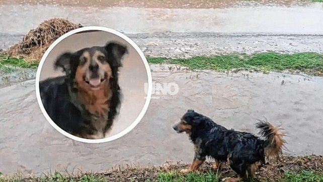 Indignación en Santo Tomé por un hombre que mató al perro de su vecino de un tiro: Le disparó a sangre fría Indignación en Santo Tomé por un hombre que mató al perro de su vecino de un tiro: Le disparó a sangre fría