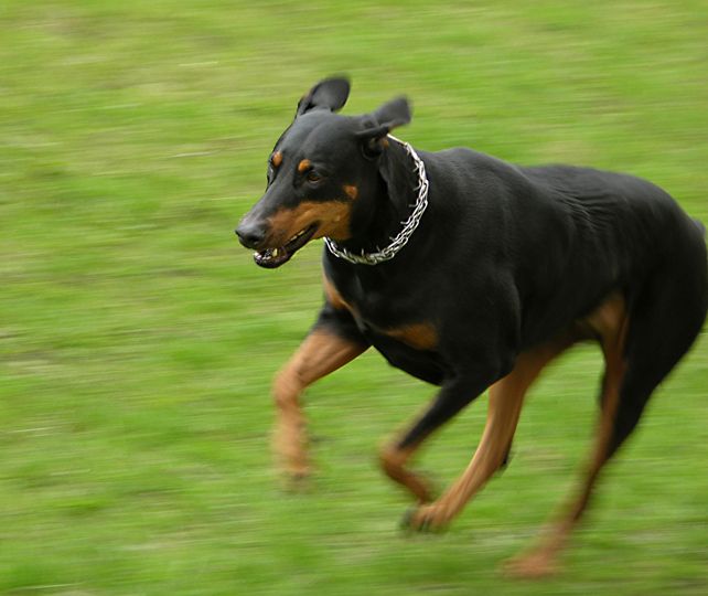 El ataque. Tres perros doberman mordieron a la joven