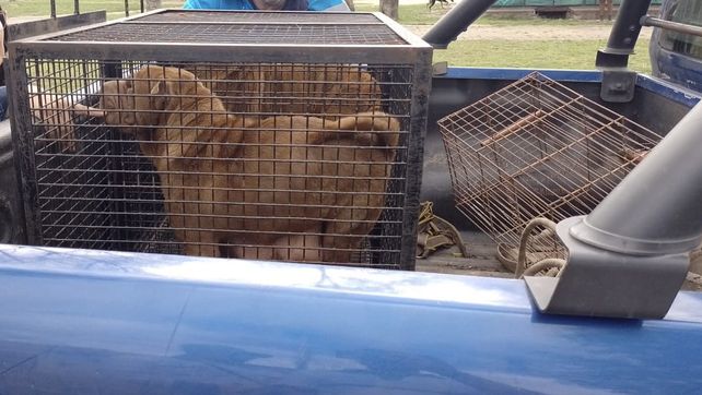 Agentes de Control y Convivencia Municipal trasladaron a varios peros de raza para ser atendidos por veterinarios.