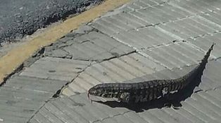 Iguana céntrica. 22 de febrero: 16:05 en Tucumán y 4 de enero