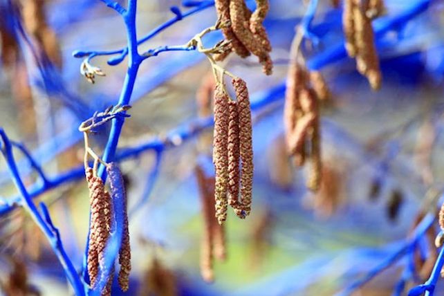 Arte ecológico: los impactantes árboles azules