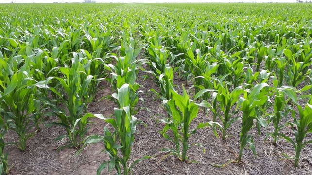 En los maíces tempranos el golpe de calor que podría dejar pérdidas de 10% a 15% respecto del rinde esperado.