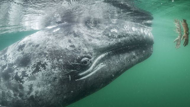 National Geographic presentó sus mejores fotografías de vida salvaje