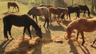 Avanzan en el cuidado de los caballos de carreros en la Granja La Esmeralda