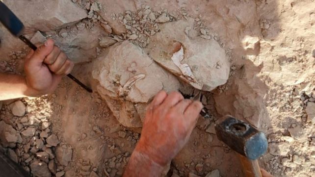Paleontólogos del CONICET participan de la primera campaña transmitida en vivo para buscar dinosaurios en la estepa patagónica