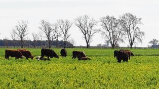 La tasa de destete: cómo influye en la producción
