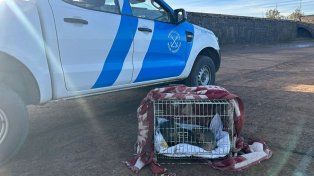 Concordia: Prefectura rescató al lobo marino visto en el río Uruguay