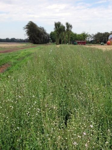 Campo al borde: el agro vuelve a mirar la biodiversidad