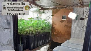 El imputado tenái 480 plantas de marihuana&nbsp; en su casa de Paraná