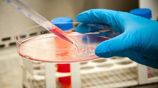 Argentina, en el selecto grupo de países que desarrollan nanoanticuerpos