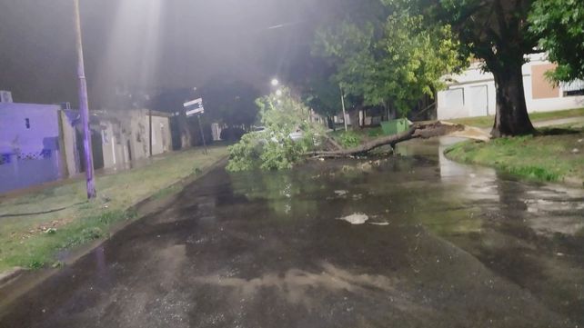 En Paraná hubo al menos 10 árboles caídos