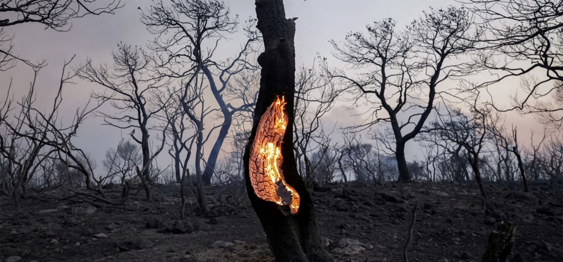El corazón en llamas, un árbol arde durante un incendio forestal en Mandra, Grecia. Foto: REUTERS/Louiza Vradi El corazón en llamas, un árbol arde durante un incendio forestal en Mandra, Grecia. Foto: REUTERS/Louiza Vradi