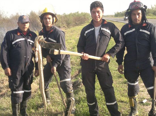 Un bombero casi fue picado por una yarará cuando apagaba un incendio en un  campo