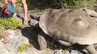 Una tortuga gigante persiguió a un presentador de televisión que interrumpió su intimidad sexual