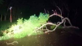Oro Verde: temporal tumbó árboles y dejó sin agua ni luz a la escuela Alberdi