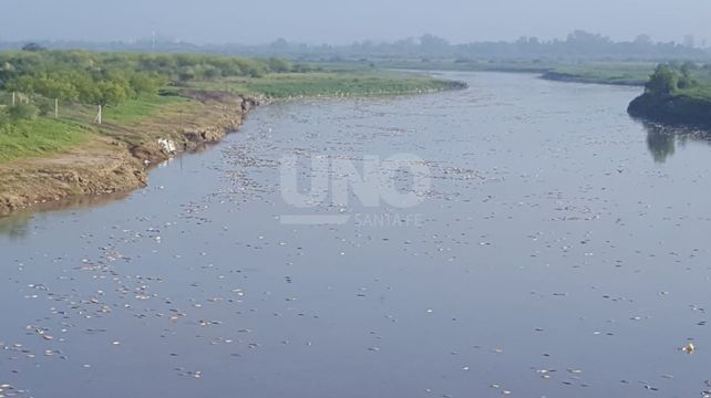 Cientos de peces muertos en el río Salado, a la altura de la autopista y en Santo Tomé