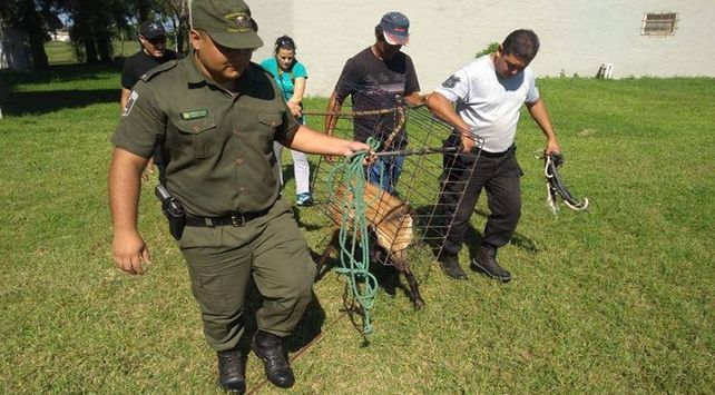 EL animal apareció en un centro deportivo de Ceres.&nbsp;