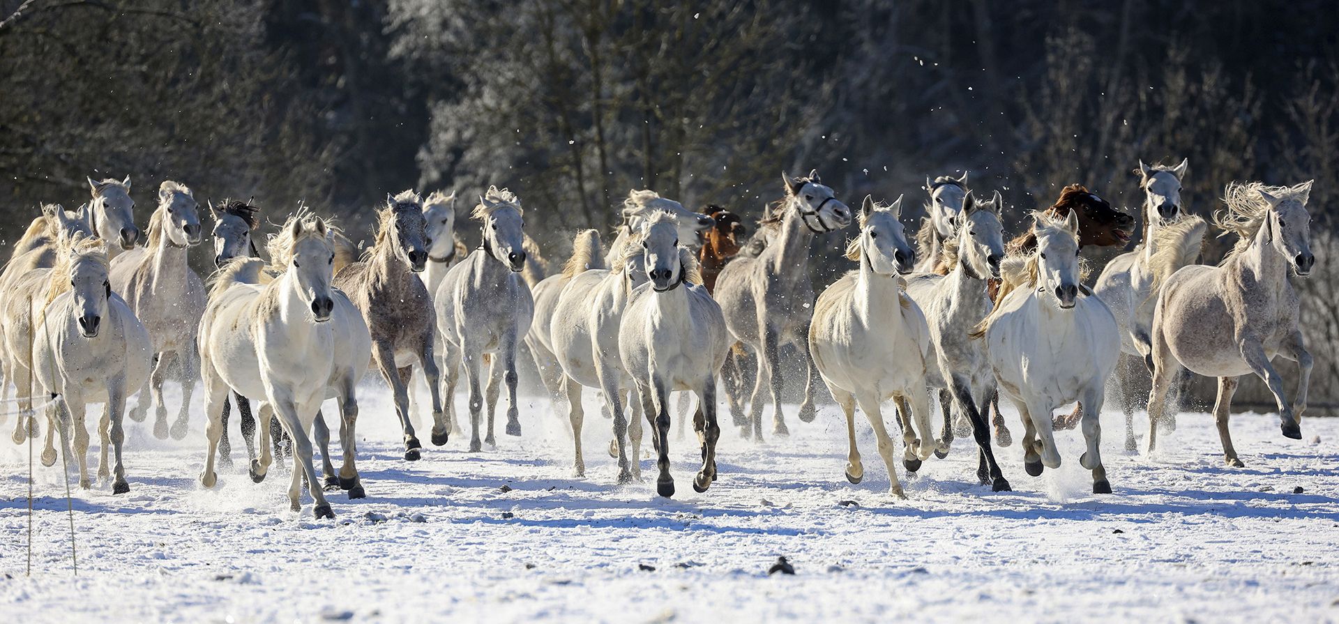 Caballos árabes galopan por la nieve en el Main and State Stud Marbach, cerca de Gomadingen, Alemania, el jueves 26 de diciembre de 2024. (Thomas Warnack/dpa vía AP) Caballos árabes galopan por la nieve en el Main and State Stud Marbach, cerca de Gomadingen, Alemania, el jueves 26 de diciembre de 2024. (Thomas Warnack/dpa vía AP)