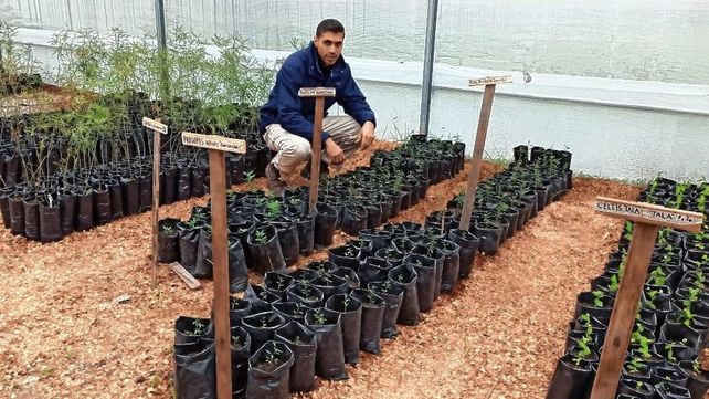 En la escuela Almafuerte el vivero produce unos 2.000 ejemplares de árboles nativos al año.