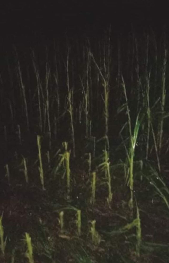 Daños en lotes de San Vicente