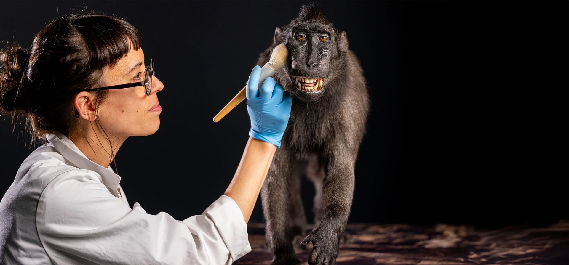 Un taxidermista trabaja con un mono con una cresta famosa antes de la inauguración de la exposición «Monos: nuestra familia de primates», que podrá visitarse en el Museo Nacional de Escocia del 28 de junio al 30 de noviembre, Edimburgo, Reino Unido. Fotografía: Duncan McGlynn/Museo Nacional de Escocia Un taxidermista trabaja con un mono con una cresta famosa antes de la inauguración de la exposición «Monos: nuestra familia de primates», que podrá visitarse en el Museo Nacional de Escocia del 28 de junio al 30 de noviembre, Edimburgo, Reino Unido. Fotografía: Duncan McGlynn/Museo Nacional de Escocia