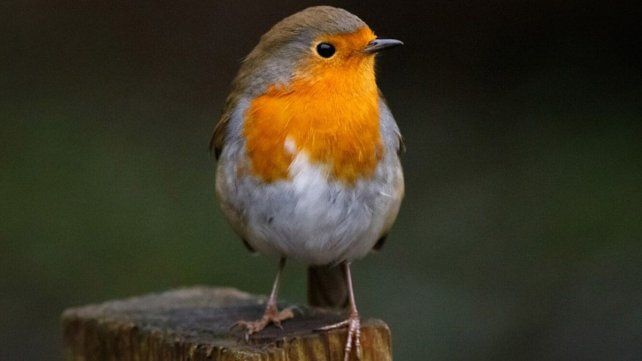 El Día del Animal se conmemora con el fin de celebrar a todas las especies del país y prevenir la extinción de muchas de estas.