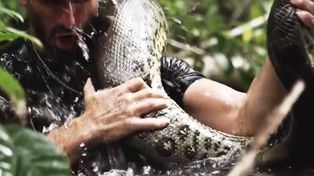 Un explorador se dejará comer vivo por una anaconda para un mostrarlo en un documental