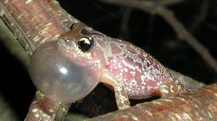 La rana “Scinax fontanarrosai” fue descubierta por científicos del Conicet en colaboración con Brasil y Uruguay, y nombrada en honor a Roberto Fontanarrosa
