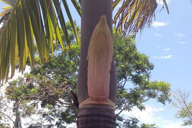 La gente se reúne alrededor de una palmera en la que ven la figura de la Virgen