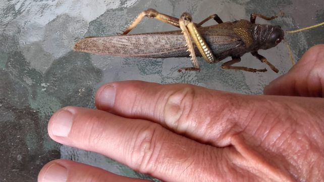 Tucura Quebrachera: la langosta que invade la casa de los santafesinos
