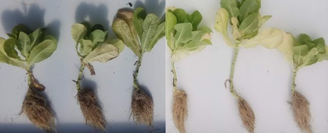 Lechuga. Los especialistas trabajan con este cultivo en La Plata y con trigo en la zona pampeana.&nbsp;