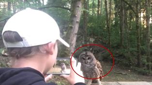 Un niño registró el increíble encuentro que tuvo con un búho en un bosque