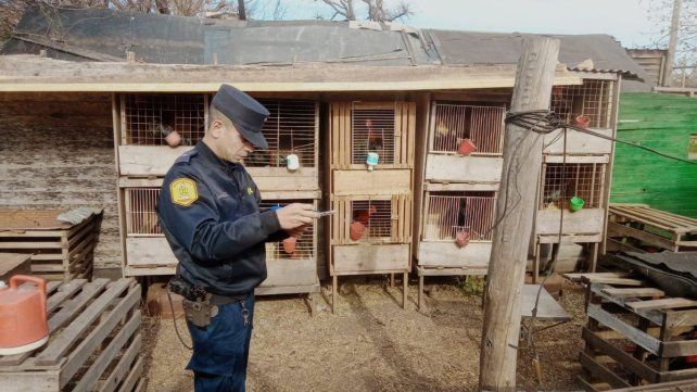 Se hicieron múltiples allanamientos en once fincas de Concordia por presuntas peleas ilegales de gallos