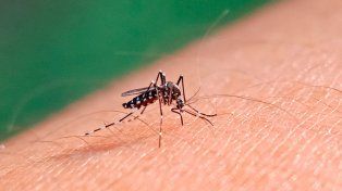 Dengue en Santa Fe: confirmaron la muerte de un niño de seis años por la enfermedad