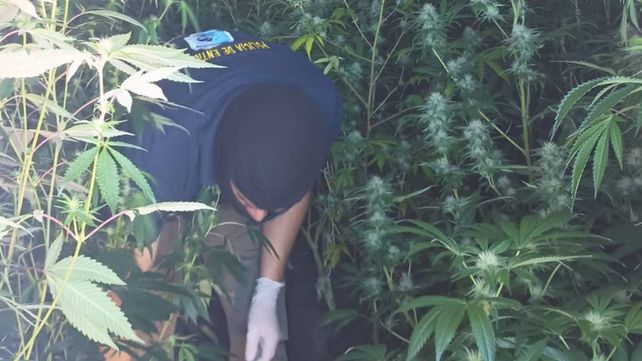 Allanamientos por droga en Paraná y Oro Verde: el valor de lo secuestrado asciende a un billón de pesos