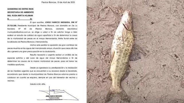 Expertos de la provincia investigan la mortandad de peces ocurrida en arroyo Hernandarias. Se informó a los municipios de Hernandarias y Piedras Blancas