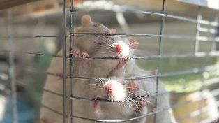 Piden que adopten ratas de laboratorio que iban a la cámara de gas