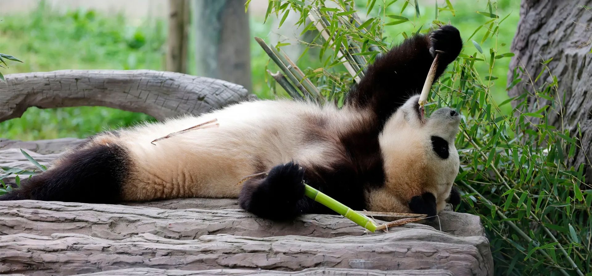 El panda gigante Fu Bao disfruta de un refrigerio en la reserva natural nacional de Wolong, en China. Fotografía: Xinhua/Rex/Shutterstock El panda gigante Fu Bao disfruta de un refrigerio en la reserva natural nacional de Wolong, en China. Fotografía: Xinhua/Rex/Shutterstock