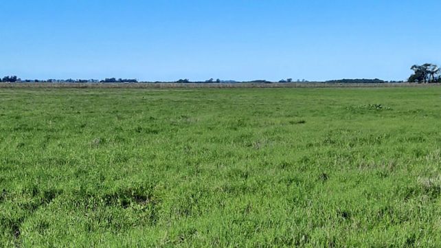 Campo de la Depresión del Salado en donde se realizó la promoción de raigrás. Fotos: gentileza M. Druille