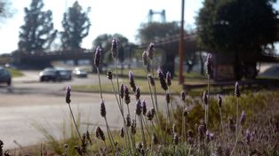 A guardar las camperas que se viene un martes soleado y primaveral en la ciudad