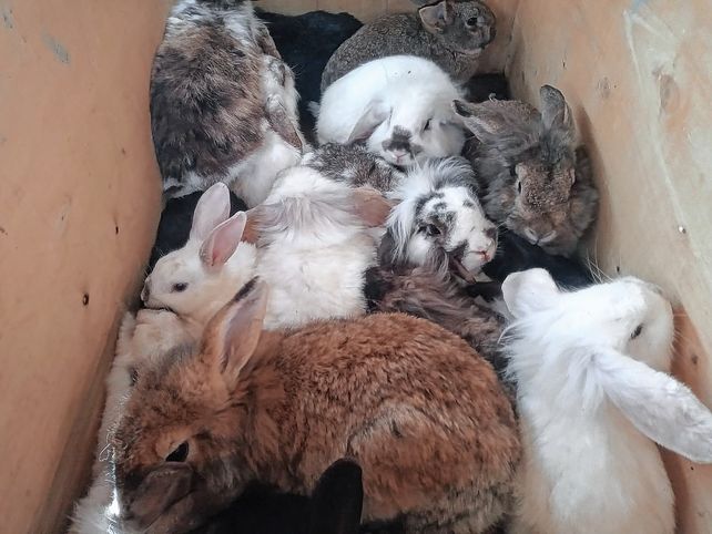 Criadero clandestino: rescatan de una casa a 53 conejos y a un perro
