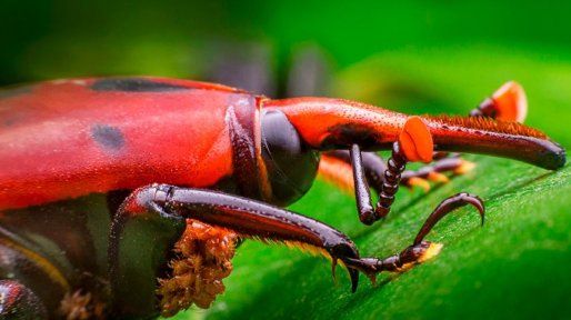 Senasa amplió el área de emergencia fitosanitaria por el picudo rojo de las palmeras