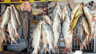 Pesca: la bajante del río Paraná preocupa la venta.