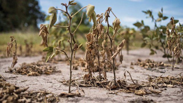 Expertos afirman que la chance del fenómeno La Niña decreció y que solo se extendería hasta marzo de 2025