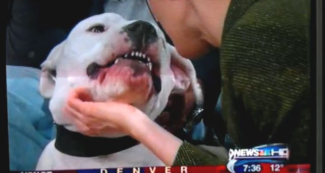Impactantes im&aacute;genes de un dogo que muerde en la cara a una periodista