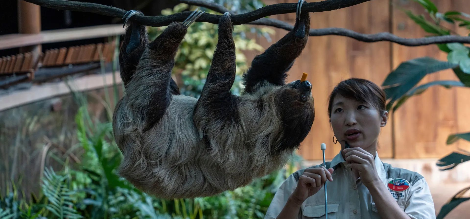 Hong Kong, China. Un trabajador se encuentra junto a un perezoso sureño de dos dedos en el Sloth and Friends Studio en el Ocean Park Hong Kong. Fotografía: Vernon Yuen/Shutterstock Hong Kong, China. Un trabajador se encuentra junto a un perezoso sureño de dos dedos en el Sloth and Friends Studio en el Ocean Park Hong Kong. Fotografía: Vernon Yuen/Shutterstock