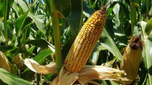 Se sembró más maíz: esta campaña habrá 67 millones de toneladas