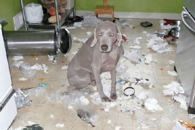 Las 10 cosas favoritas que a los perritos les gusta mucho destruir
